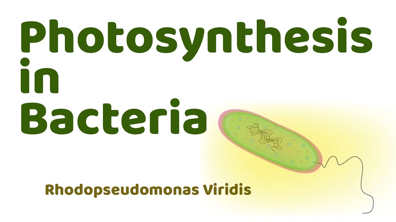 Photosynthesis in Bacteria | Rhodopseudomonas Viridis