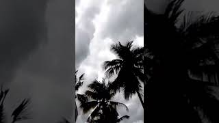 Download lagu petir menyambar pohon kelapa mp3 Download lagu petir menyambar pohon kelapa mp3