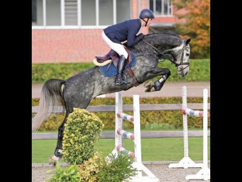 SOLD 2015 licensed + approved stallion by CORNET OBOLENSKY www.sporthorses-online.com