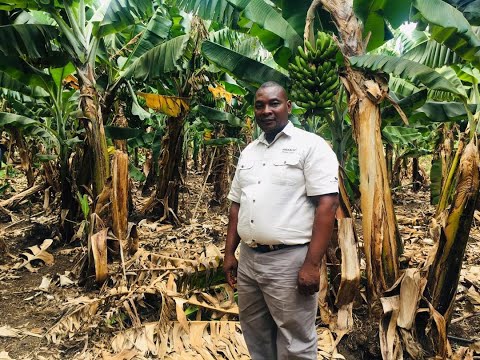 CRUISE 5 FRANK WASHON - BANANA FARMER