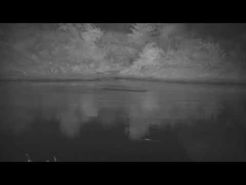 Djuma: Hippo arrives at the dam - 04:24 - 05/26/21