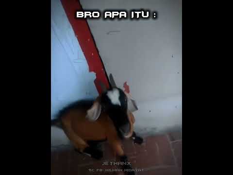 BRO HEWAN APA ITU 🤯 #phonk #memes #edit #shorts