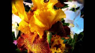 anthems for a seventeen-year-old girl (pitter patter goes my heart by broken social scene)