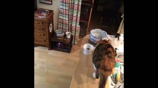 猫さんのお留守番カメラ
