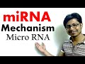 MiRNA Micro RNA Mechanism Of Gene Silencing