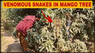 Tree of Terror: Venomous Serpent Lurks in Mango Shadows!
