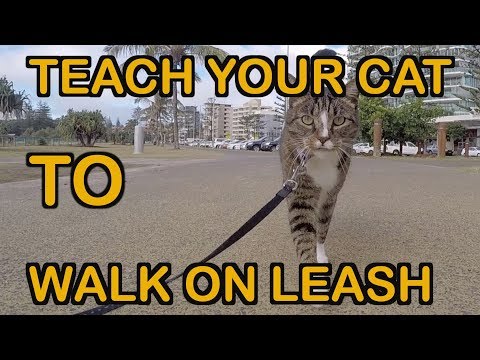 HOW TO TEACH A CAT TO WALK ON LEASH - TUTORIAL