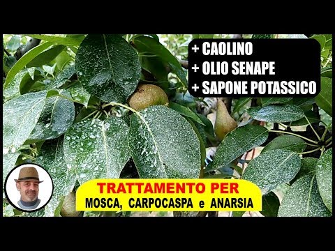 , title : 'INSETTICIDA UNIVERSALE PER ALBERI DA FRUTTO contro mosca carpocaspa ed anarsia'