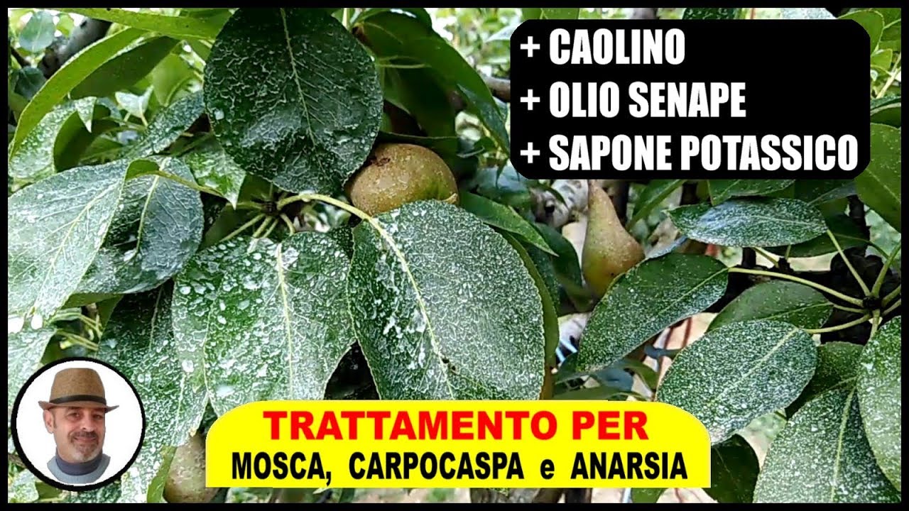 INSETTICIDA UNIVERSALE PER ALBERI DA FRUTTO contro mosca carpocaspa ed anarsia