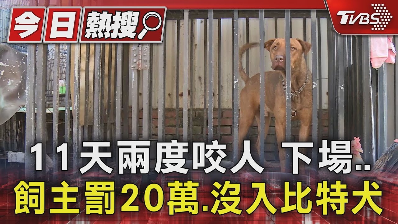 兩度咬人下場 飼主罰20萬、沒入比特犬