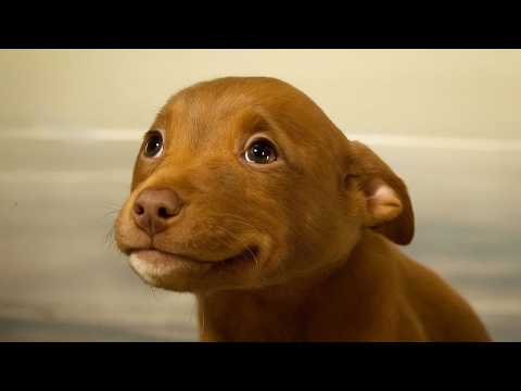 This Shelter Dog’s Face When He Realizes He’s Finally Home