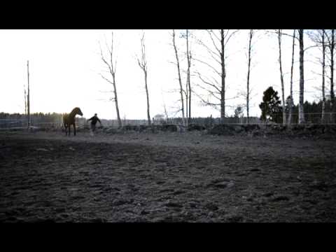 Tränar visa häst för hand med Lilleman