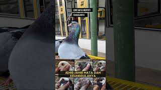 Download lagu TYPES OF DOVE EYES .... mp3