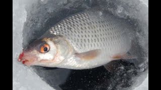 Закрытие сезона 2020 на Оби рыбалка трудовая