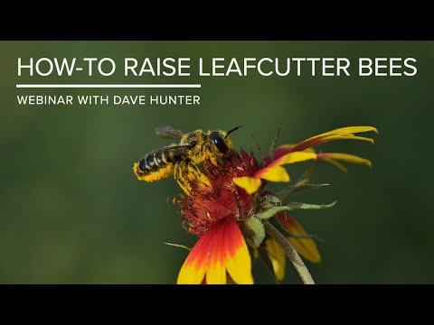 , title : 'How-To Raise Leafcutter Bees - Webinar'