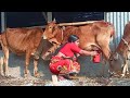 Cow Milking Cow Milking Village Life Vlogs
