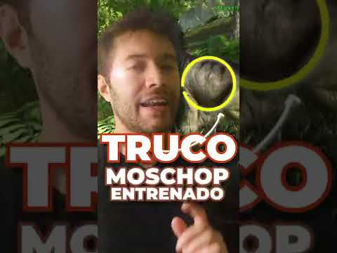 MOSCHOPS TRAINING 🦛 YOU DIDN'T KNOW 🚫 || ARK Trivia 🦖 #030 || 2025 BEGINNERS