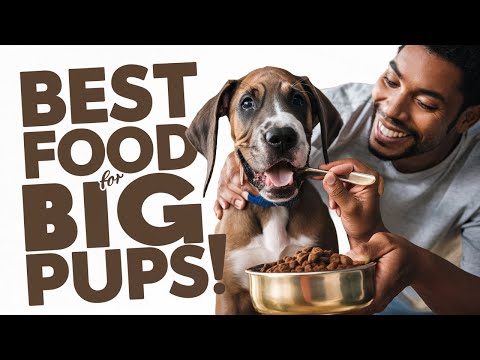 download lagu mp3 mp4 Orijen Puppy Food Amazon, download lagu Orijen Puppy Food Amazon gratis, unduh video klip Orijen Puppy Food Amazon