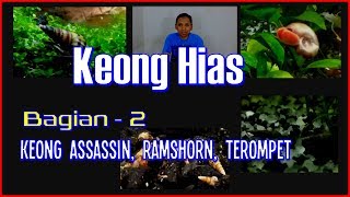 6 Jenis Keong Hias Aquascape - Bagian 2