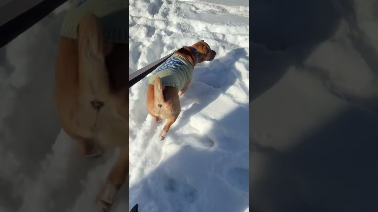 HONEY BUNZ, a ADOPTABLE Shar-Pei in Cameron, NC video 5/5