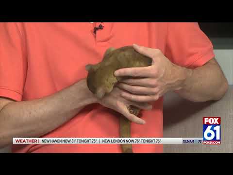 MEET HONEY THE KINKAJOU!