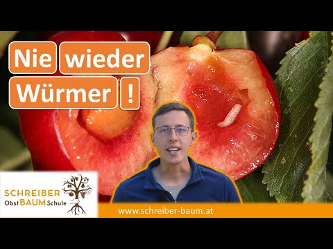 Garantiert keine wurmigen Kirschen mehr! Mit diesen Tipps bleiben deine Kirschen madenfrei