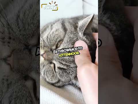 Unlocking the Secret Behind Cat Kneading!🐈