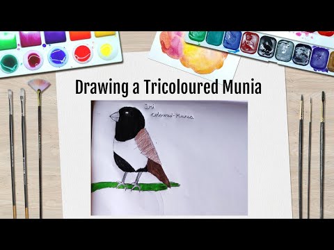 How to draw a tri-coloured Munia (time-lapse)