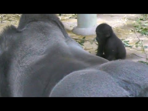download lagu mp3 mp4 Kyoto Zoo, download lagu Kyoto Zoo gratis, unduh video klip Kyoto Zoo