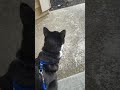 Tuxedo Cat Bird Watching
