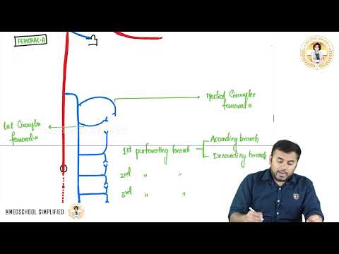 Anastomosis on Back of Thigh: Lower Limb Anatomy