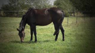 Video von Belladonna