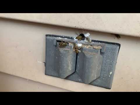 Yellow Jacket Nest Found in Electrical Outlet in Montgomery, NJ