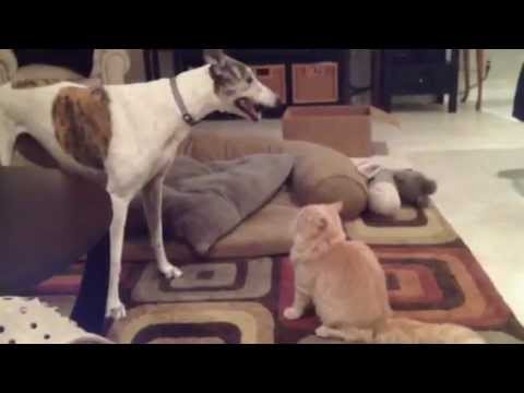 siberian cat and greyhound playing