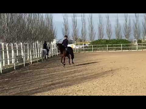 REF 602: PSG level Lusitano Stallion with competition experience, 153cm, born 2013.