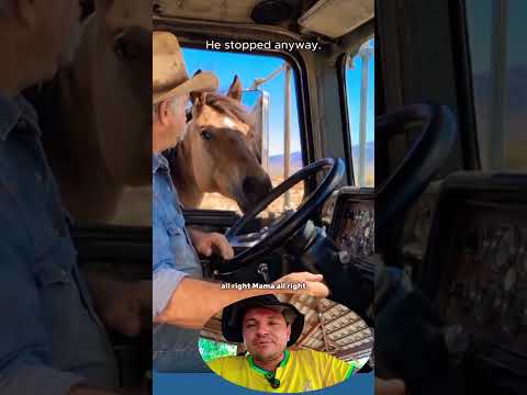 cavalo corre atrás de carreta por causa do filho que vai preso lá dentro, esse e o amor de mãe