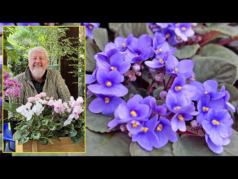 SAINTPAULIA : TOUS LES CONSEILS POUR LE FAIRE REFLEURIR ET LE BOUTURER… Le Quotidien du Jardin N°280