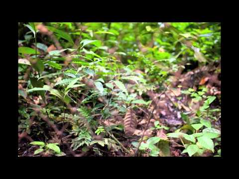 Mbuti Chidlren of the Forest by Molly Feltner, United States of America - Honorable Mention