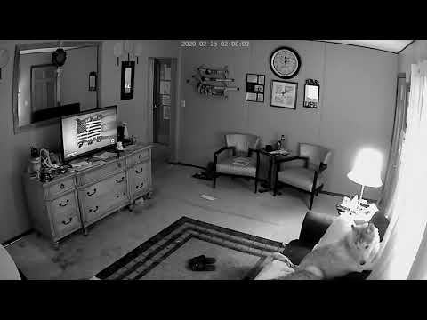 Husky mix lost his little friend and now can't stand to be p alone