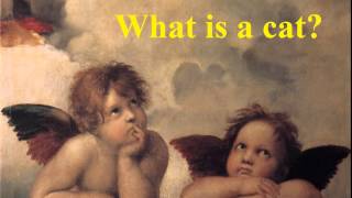 What is a cat?