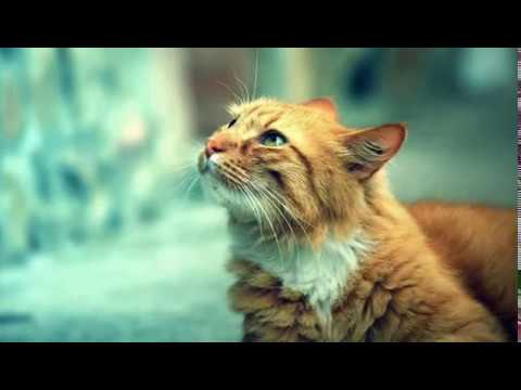 ★Trap★ LVND SNVIL - Grotto