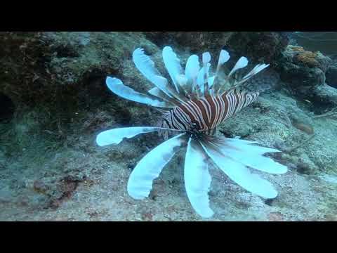 Diving the Marquesas