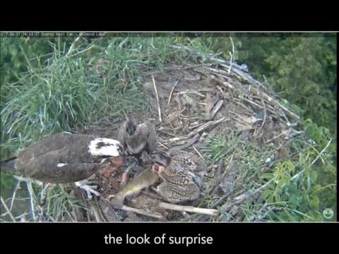 GRCA Osprey Belwood Lake ON Cam Luther loses grip on fish #3 4:43pm 6-27-2017