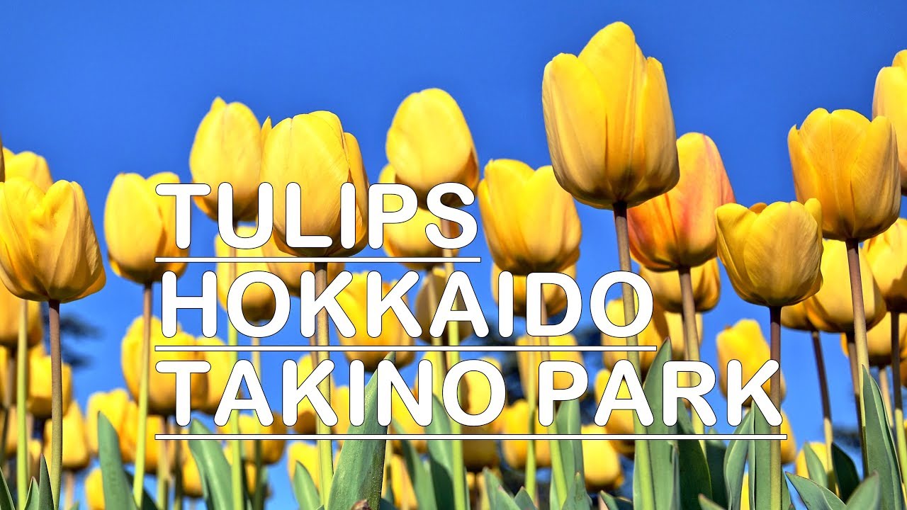 Discover the captivating highlights of Takino Suzuran Hillside Park.