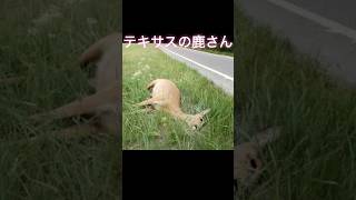 奈良の鹿さん vsテキサスの鹿さん #shorts