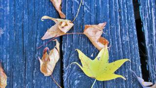 Allison Moorer - "Alabama Song"