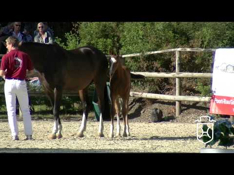 Holsteiner Fohlenchampionat 2014 - Rendsburg-Eckernförde - Hengstring