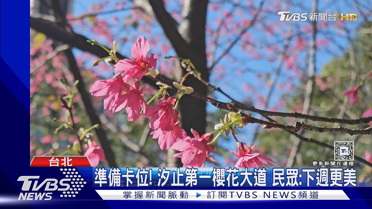 選後放鬆! 「汐止、坪林、武陵、大雪山」櫻花先開