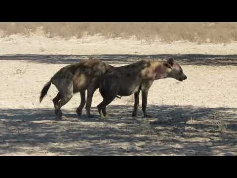 Injured howling Hyaena at Lijersdraai Water Hole