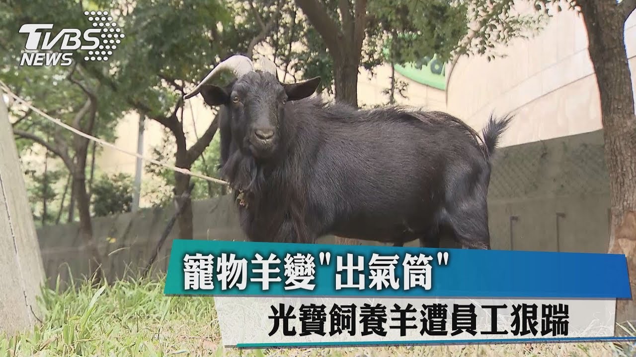 寵物羊變出氣筒 光寶飼養羊遭員工狠踹